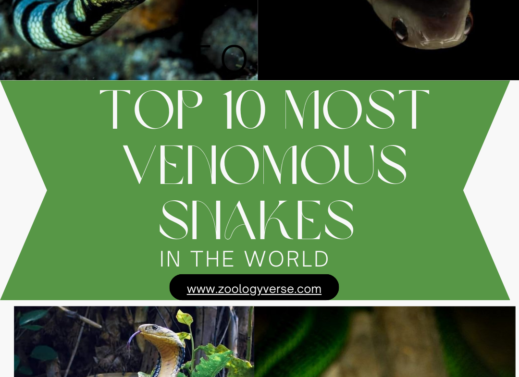 Top 10 Most Venomous Snakes in the World