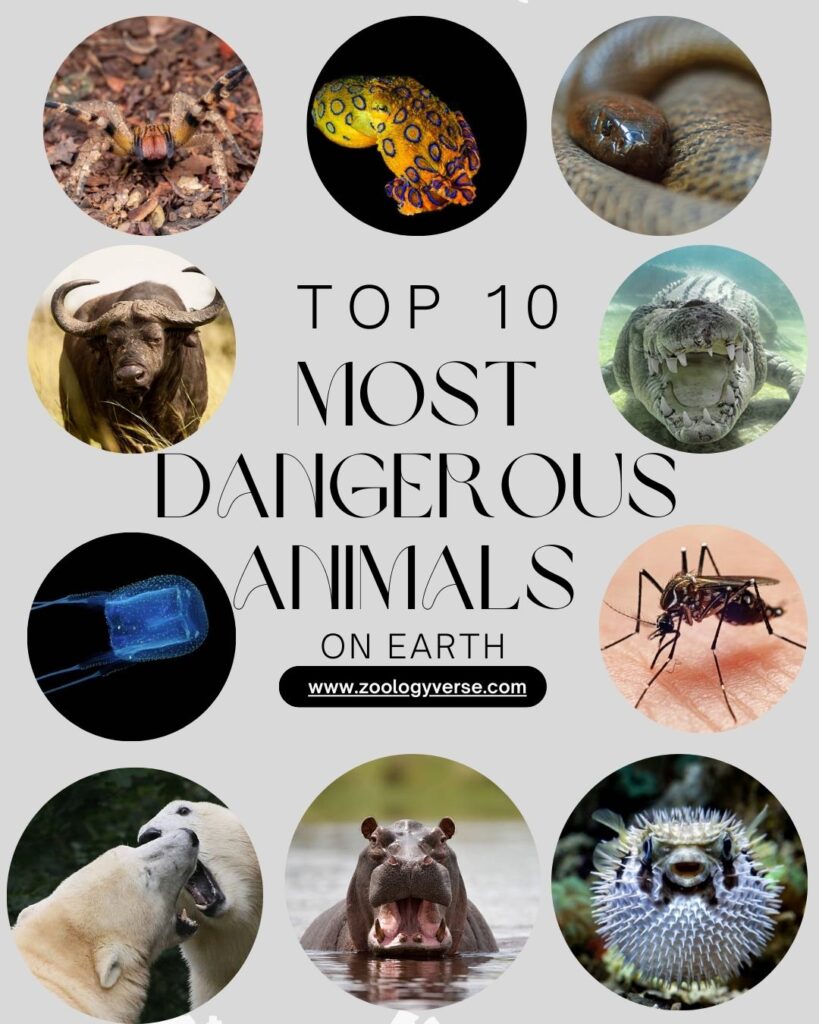 10 Most Dangerous Animals on Earth