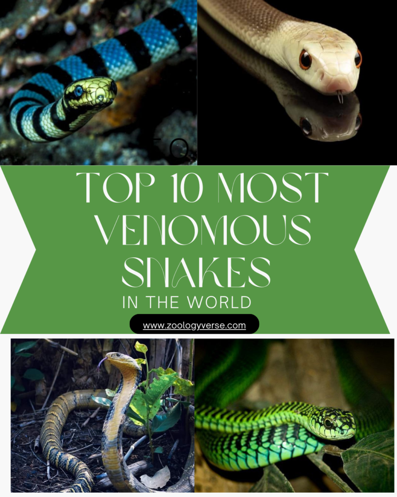 Top 10 Most Venomous Snakes in the World