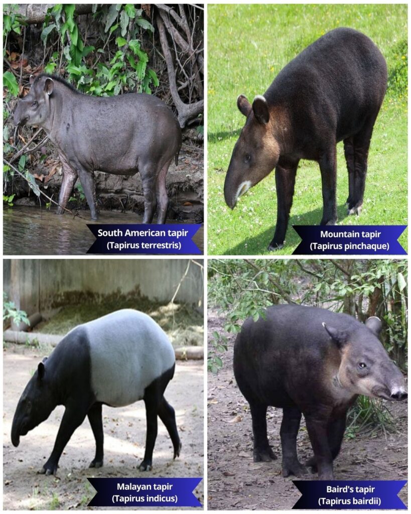 types of tapir, Species of tapir