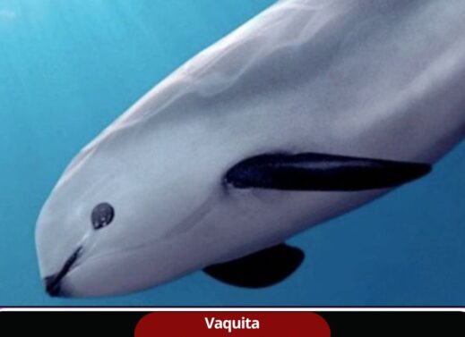 Vaquita : The World’s Most Endangered Marine Mammal