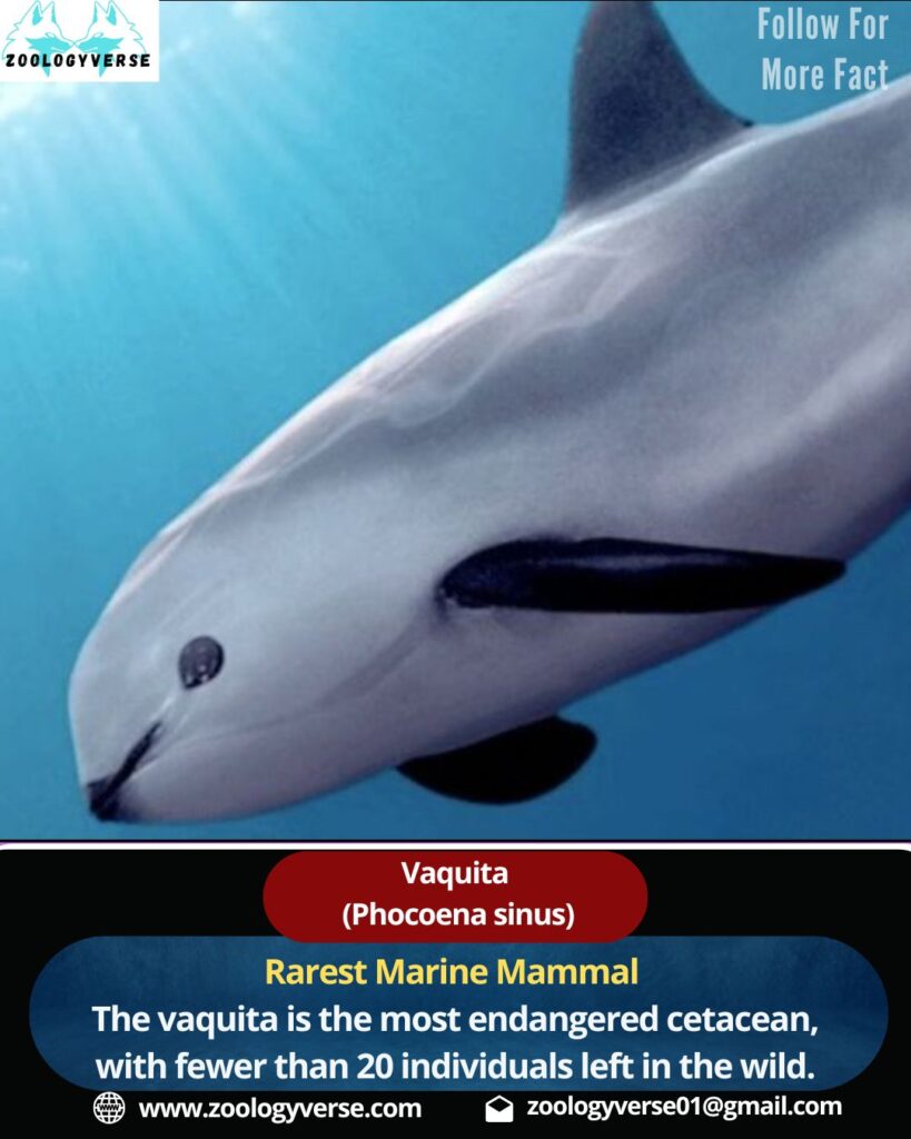 Vaquita : The World’s Most Endangered Marine Mammal