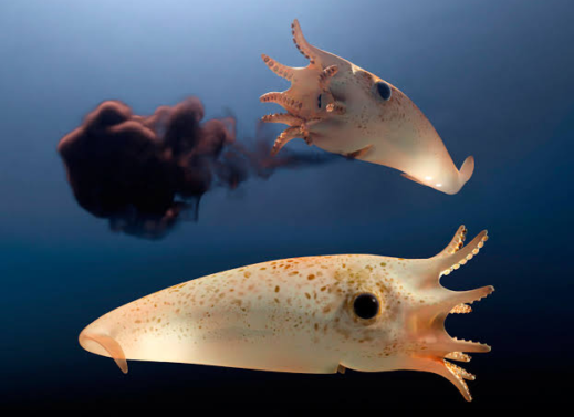 The Coolest Deep-Sea Animals