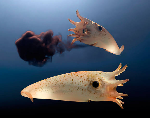 The Coolest Deep-Sea Animals