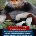 red-shanked douc langur (Pygathrix nemaeus) (2)