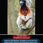 Crowned Sifaka (Propithecus coronatus)