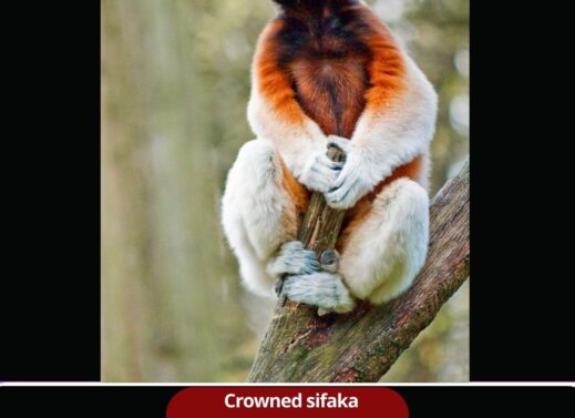 Crowned Sifaka (Propithecus coronatus)