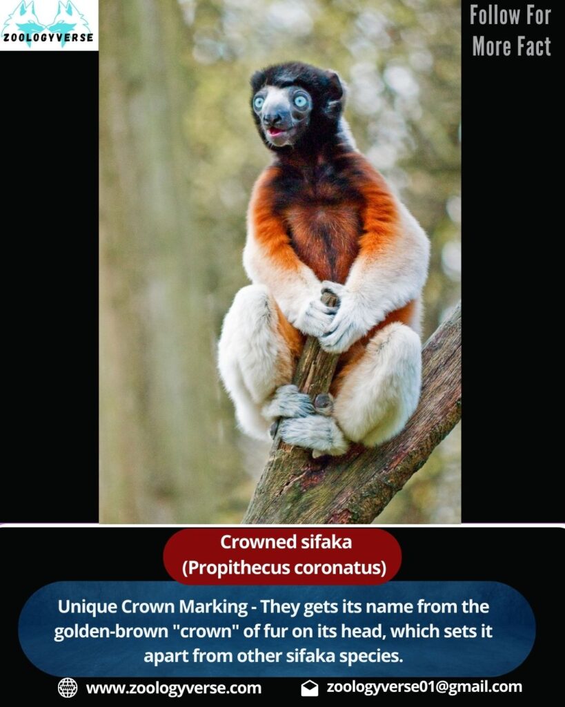 Crowned Sifaka (Propithecus coronatus)