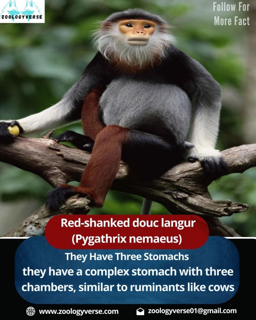 red-shanked douc langur (Pygathrix nemaeus) (2)