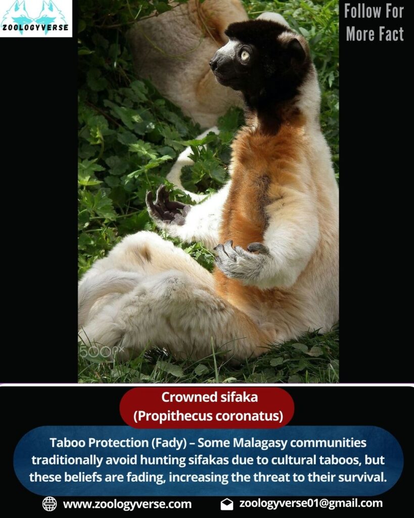 Crowned Sifaka (Propithecus coronatus)