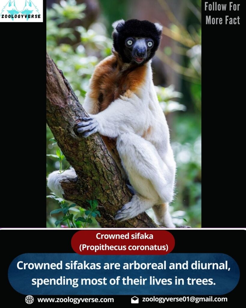 Crowned Sifaka (Propithecus coronatus)