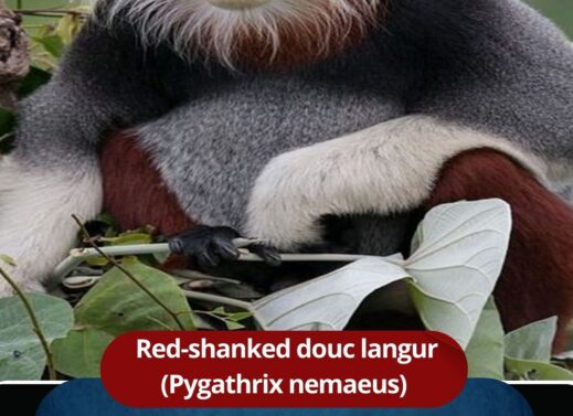 The Red-Shanked Douc Langur: Primate of Southeast Asia