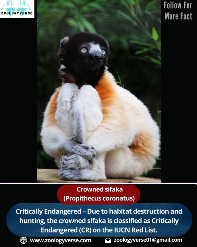 Crowned Sifaka (Propithecus coronatus)