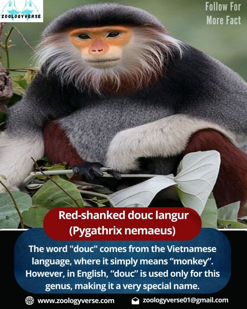 The Red-Shanked Douc Langur: Primate of Southeast Asia