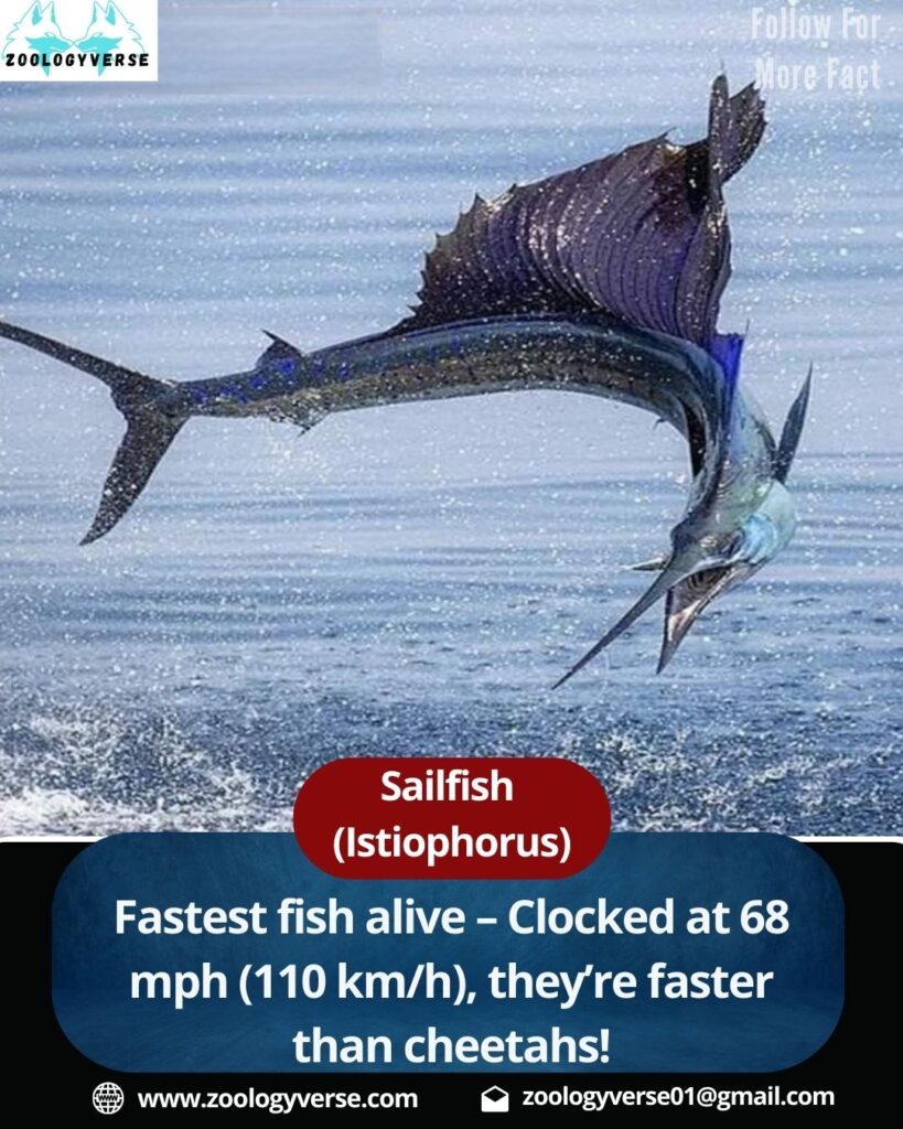 Sailfish The Fastest Fish in the Ocean 🏎️🐟