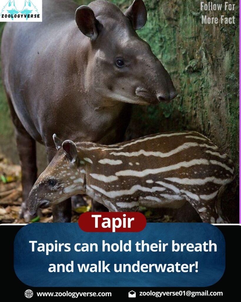 Tapir: The Mysterious Herbivore of the Rainforest