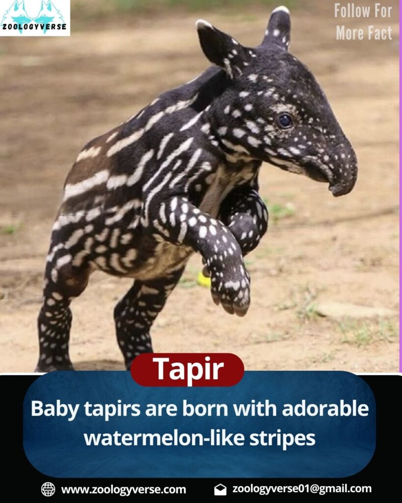 Tapir: The Mysterious Herbivore of the Rainforest