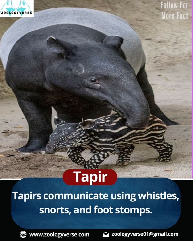 Tapir: The Mysterious Herbivore of the Rainforest