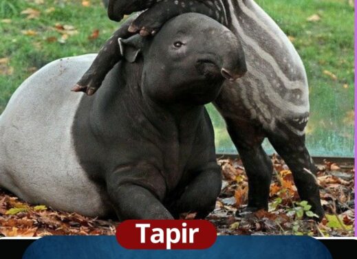 Tapir: The Mysterious Herbivore of the Rainforest