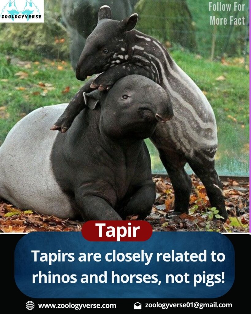 Tapir: The Mysterious Herbivore of the Rainforest