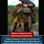 Alligator Snapping Turtle (Macrochelys temminckii)