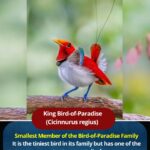 King Bird-of-Paradise (Cicinnurus regius)