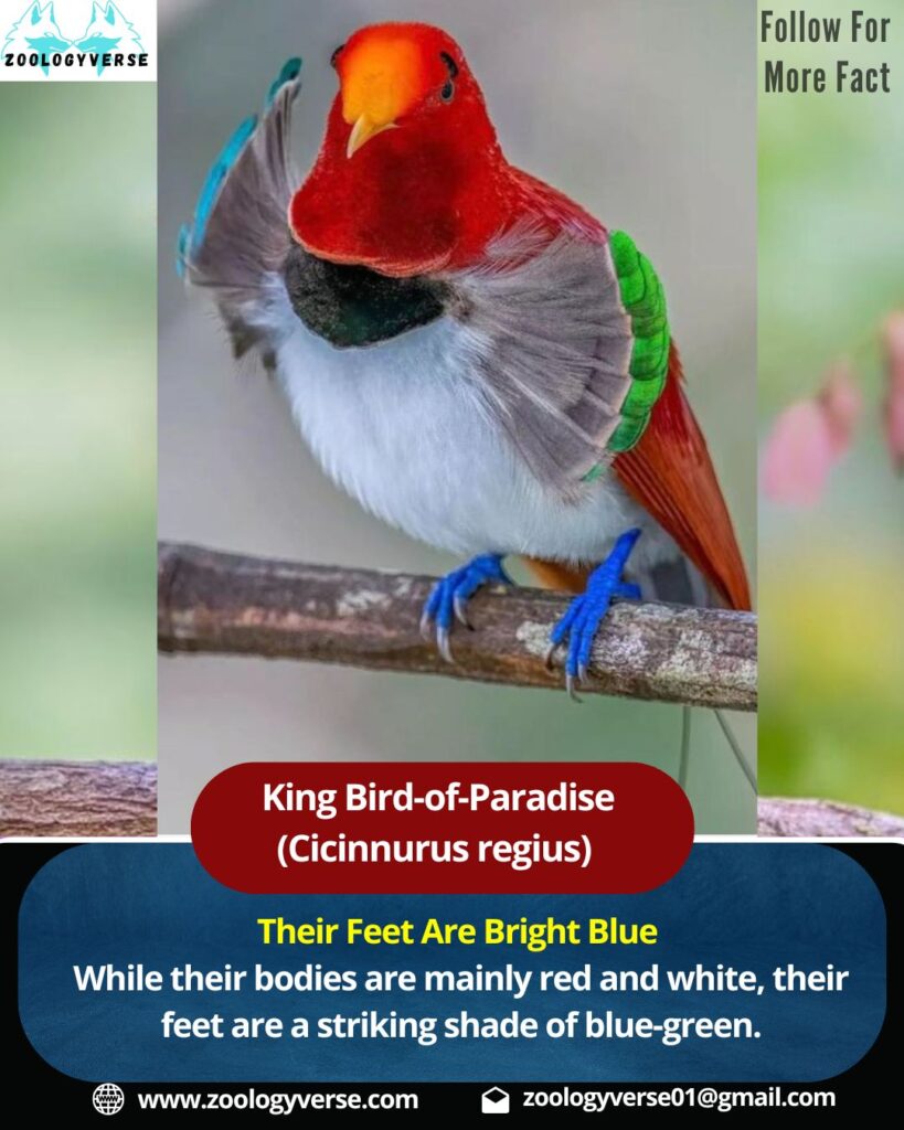 King Bird-of-Paradise (Cicinnurus regius)