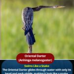 Oriental Darter (Anhinga melanogaster) | Snakebird