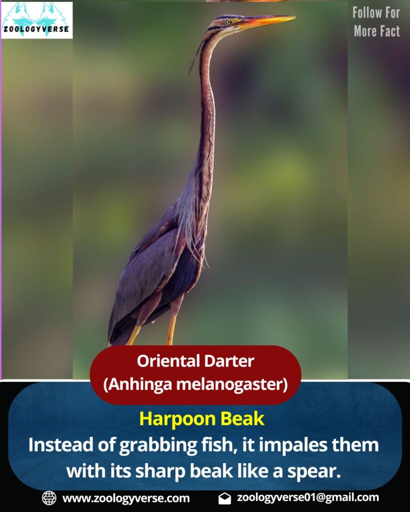 Oriental Darter (Anhinga melanogaster) | Snakebird