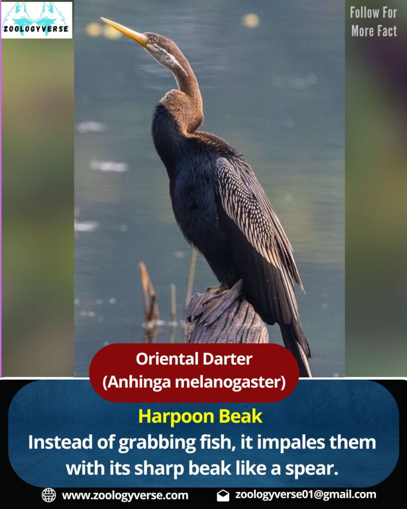 Oriental Darter (Anhinga melanogaster) | Snakebird