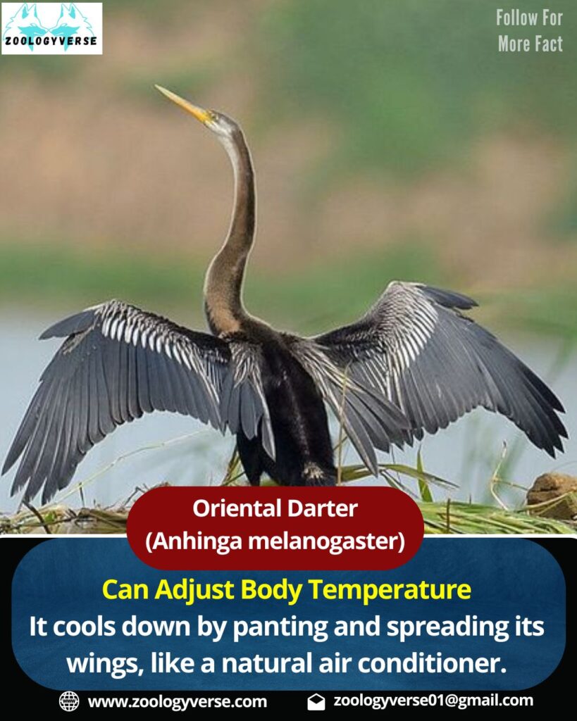 Oriental Darter (Anhinga melanogaster) | Snakebird