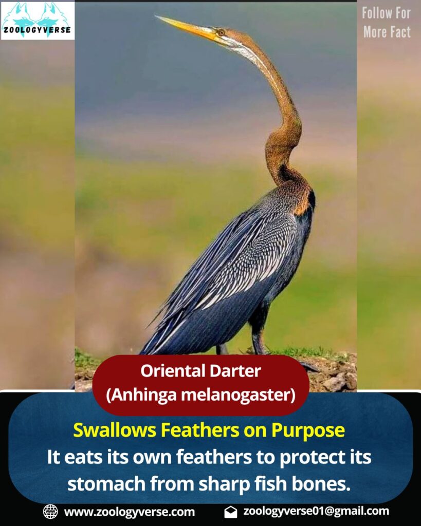 Oriental Darter (Anhinga melanogaster) | Snakebird