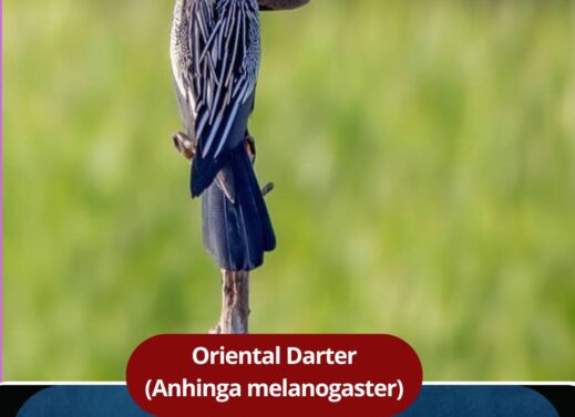 Oriental Darter (Anhinga melanogaster) | Snakebird