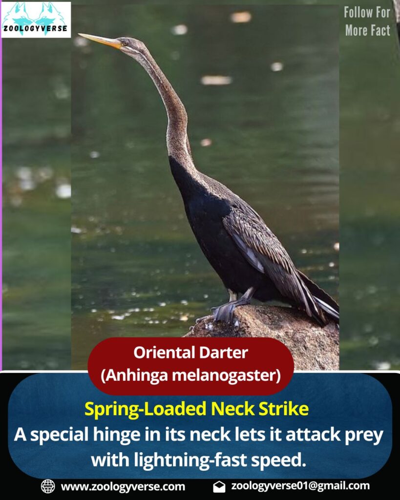 Oriental Darter (Anhinga melanogaster) | Snakebird