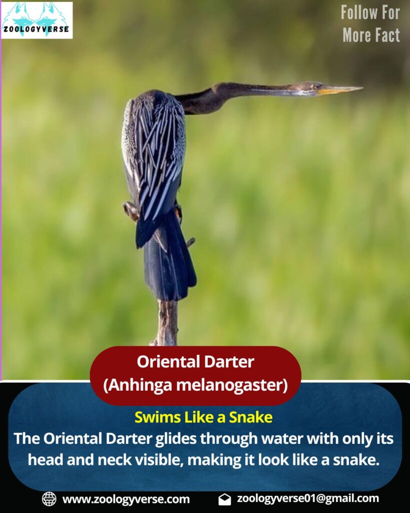 Oriental Darter (Anhinga melanogaster) | Snakebird