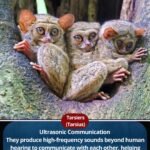 Tarsiers Explained : Facts| Habitat| Diet