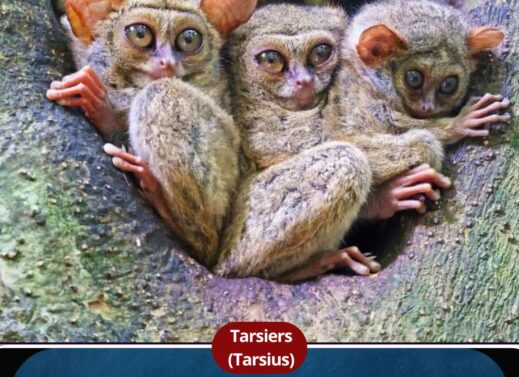 Tarsiers Explained : Facts| Habitat| Diet