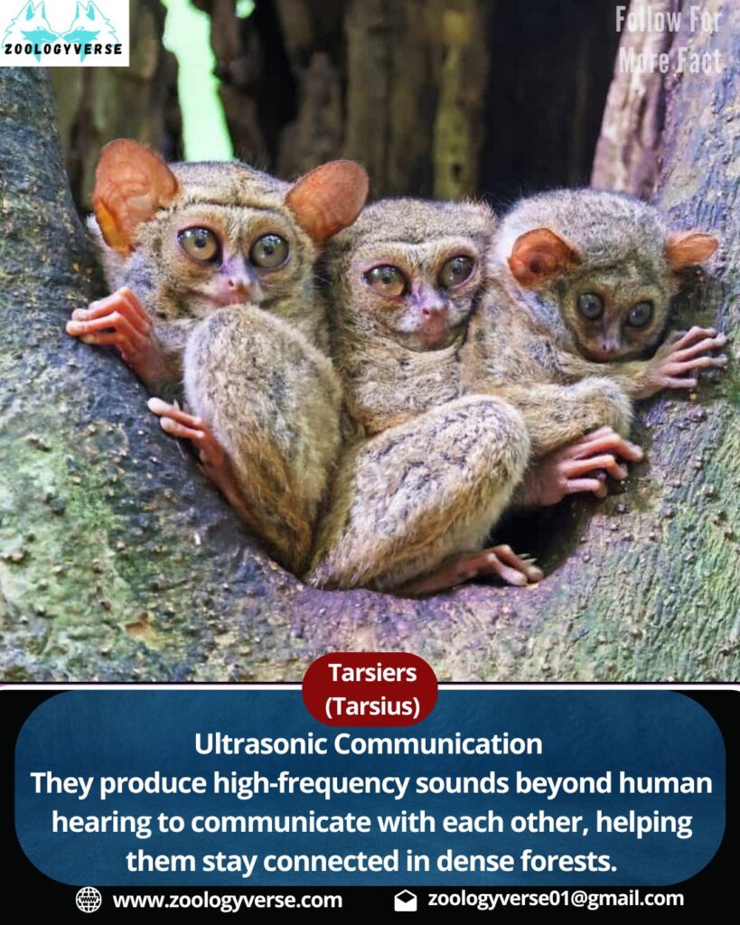 Tarsiers Explained : Facts| Habitat| Diet