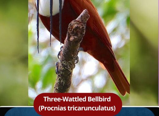 Three-Wattled Bellbird (Procnias tricarunculatus)