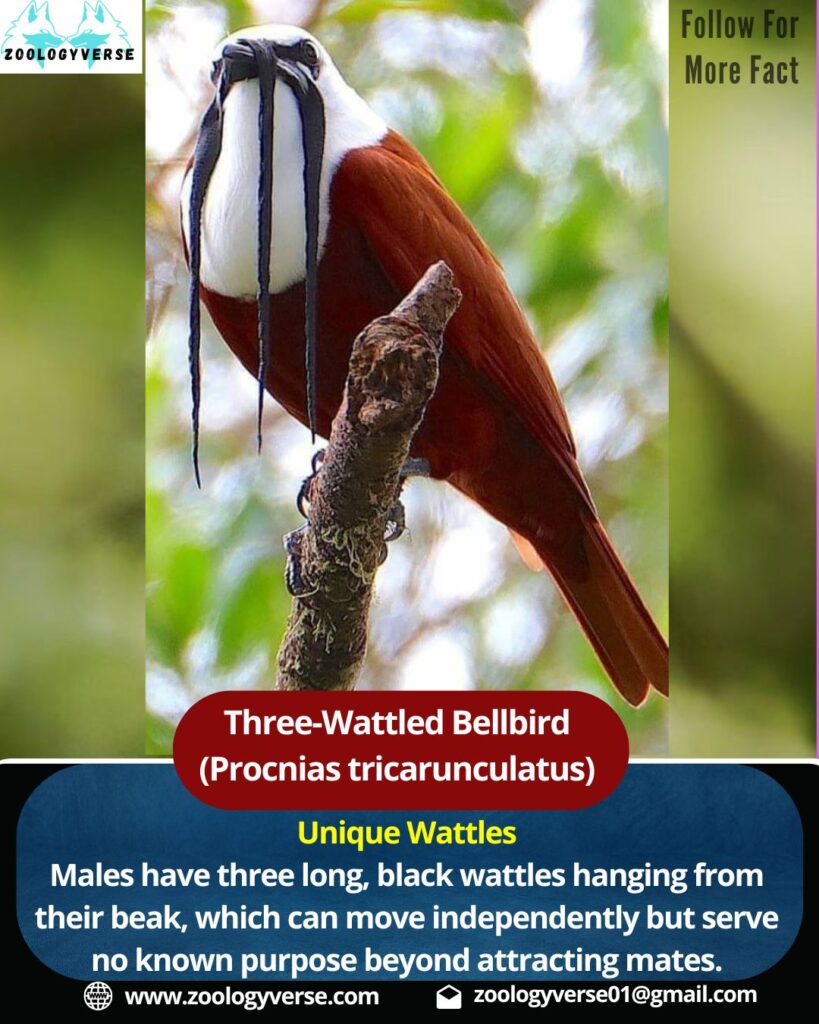 Three-Wattled Bellbird (Procnias tricarunculatus)