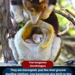 Tree kangaroos (Dendrolagus)