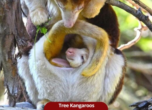 Tree kangaroos (Dendrolagus)