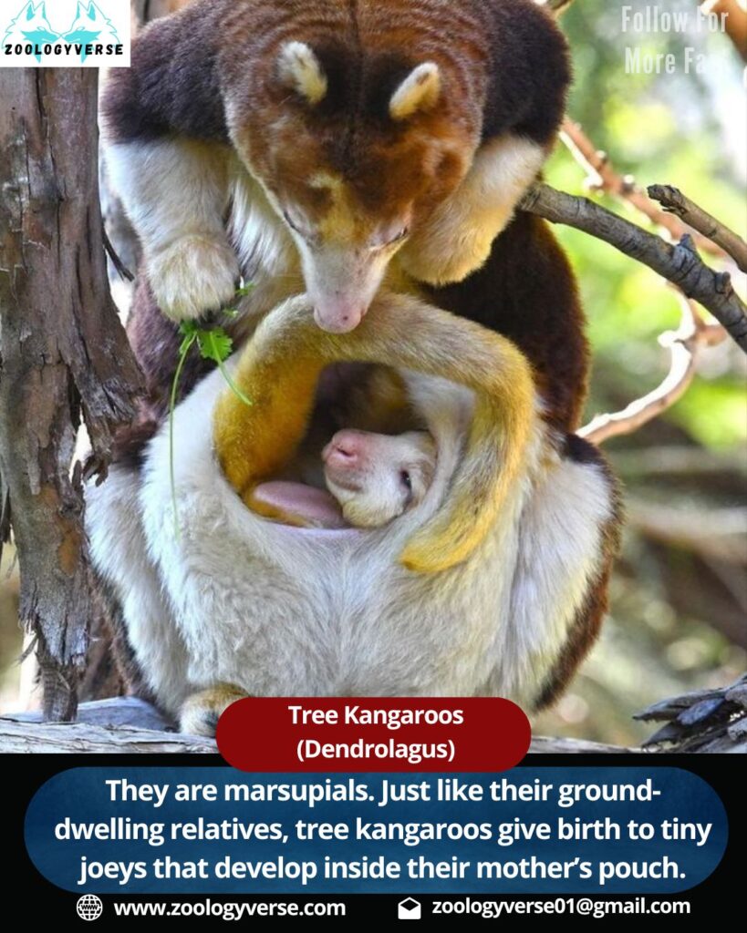 Tree kangaroos (Dendrolagus)